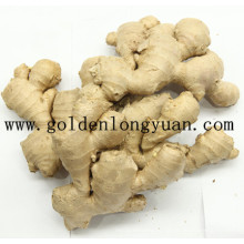 Fresh Ginger EU Market Quality